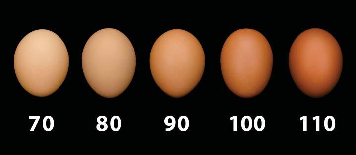 Tabela de Desempenho % Produção Ave-Dia Mortalidade Acumulada Ovos acumulados Ave-Dia Ovos acumulados Ave-Alojada Peso Corporal Peso Médio do Ovo Consumo de Ração Massa de Ovos Acumulados Ave-Alojada