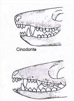 DENTIÇÃO E OCLUSÃO DENTÁRIA Cynodontia Isognatia : Dentes inferiores e superiores se encontram à mesma distância Mammalia