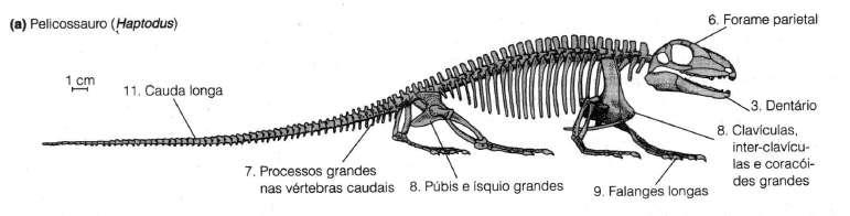 Modificações da Coluna vertebral, cintura e pé Cauda longa e pesada Pelicossauros