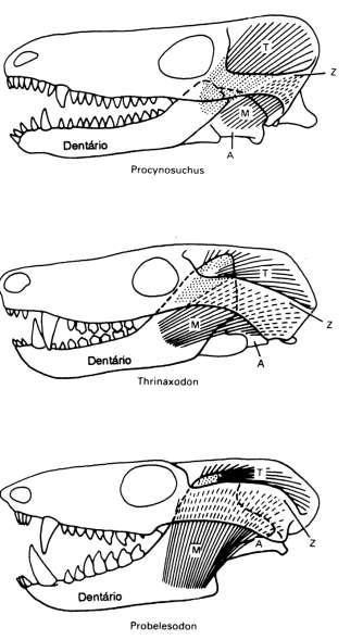 TENDÊNCIAS EVOLUTIVAS DOS SYNAPSIDA Cynodontia não mamalianos: 1) Aumento do osso dentário e redução do pós-dentário 2) Modificações do músculo masseter Modificou