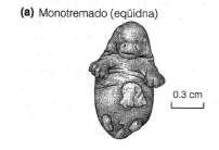 Filhotes eclodem em estágio pouco desenvolvido, e a