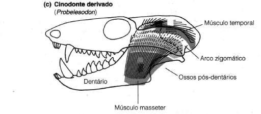 EVOLUÇÃO DAS MAXILAS E ORELHA Mastigação e audição Em Cinodontes Ocorre aumento do tamanho do dentário e diminuição