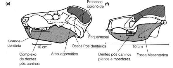 esquamosal Em mamíferos e alguns cinodontes derivados o contato entre dentário e esquamosal formou a articulação