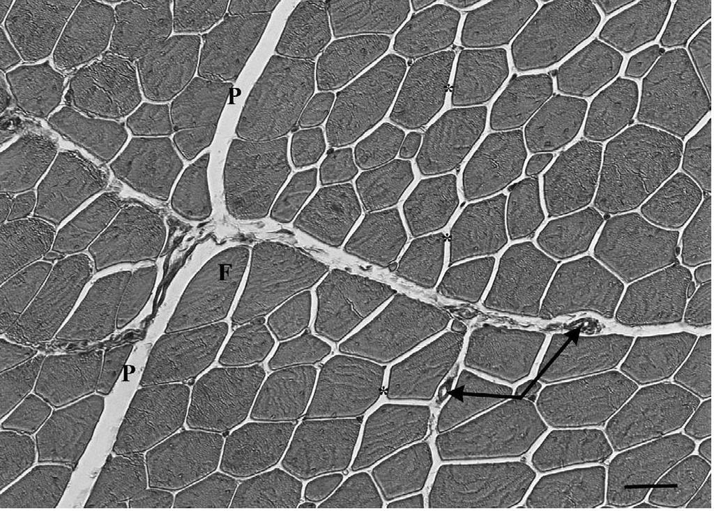 14 Figura 3 - Imagem representativa do músculo peitoral de peru evidenciando a estrutura muscular com miofibras bem definidas (F), perimímio (P) e endomísio (*). Setas evidenciam os capilares.