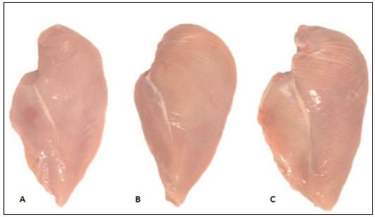 18 Figura 5 - Classificação da miopatia white striping no músculo Pectoralis major de frangos de corte. A) normal (NORM); B) moderado (MOD), e C) severo (SEV). Fonte: Kuttappan et al.