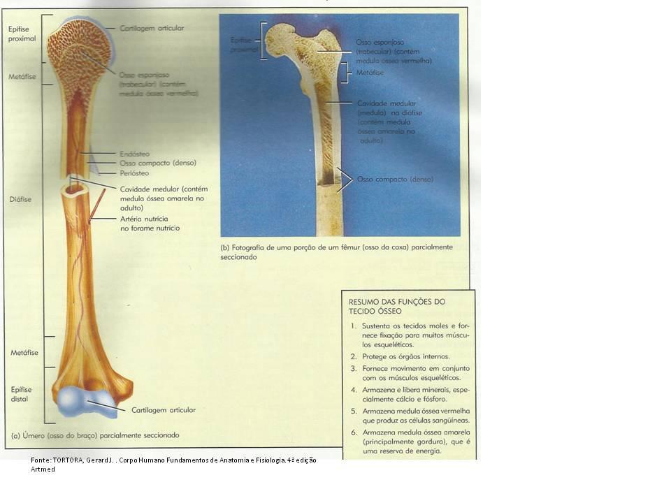Endósteo reveste a cavidade medular são células osteoclastos e osteoprogenitoras; Cavidade medular é o espaço dentro da diáfise que contém medula óssea amarela em adultos.