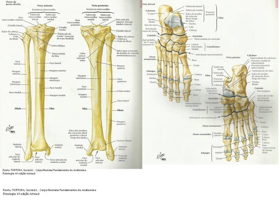 Tarso: Termo coletivo para os sete ossos tarsais, sendo eles o tálus e calcâneo localizado na região posterior do pé e na porção anterior o cubóide e navicular e três cuneiformes (médio, lateral e