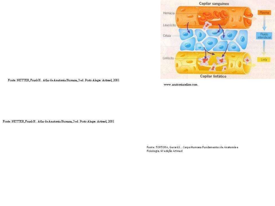 Capilares Linfáticos e Vasos Linfáticos Eles são encontrados por todo corpo (exceto no tecido avascular, sistema nervoso central e medula óssea vermelha), apresentam-se ligeiramente maior que os