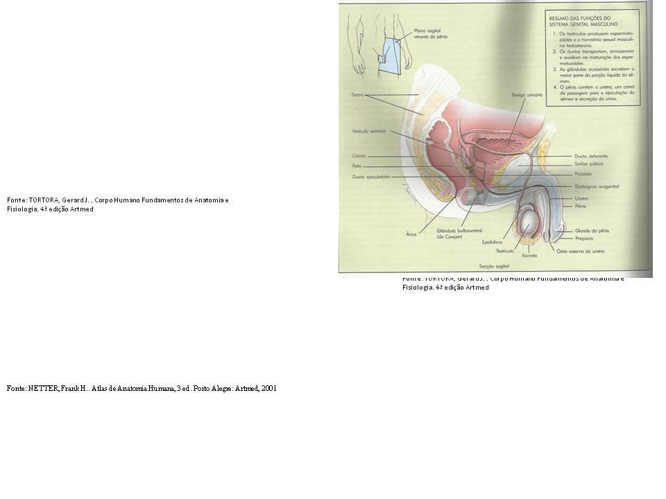 Os órgãos de reprodução feminino incluem os ovários (gônadas femininas que produzem os ovócitos secundários e quando maduram desenvolvem-se em óvulos e hormônios sexuais femininos), as tubas uterinas