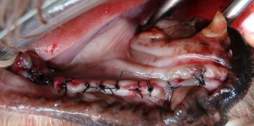 Figura 4: Aspecto final da cirurgia Discussão: A maioria das fraturas em cães afetam o corpo da mandíbula, sendo a área dos pré-molares e molares a mais acometida, confirmado pela pesquisa