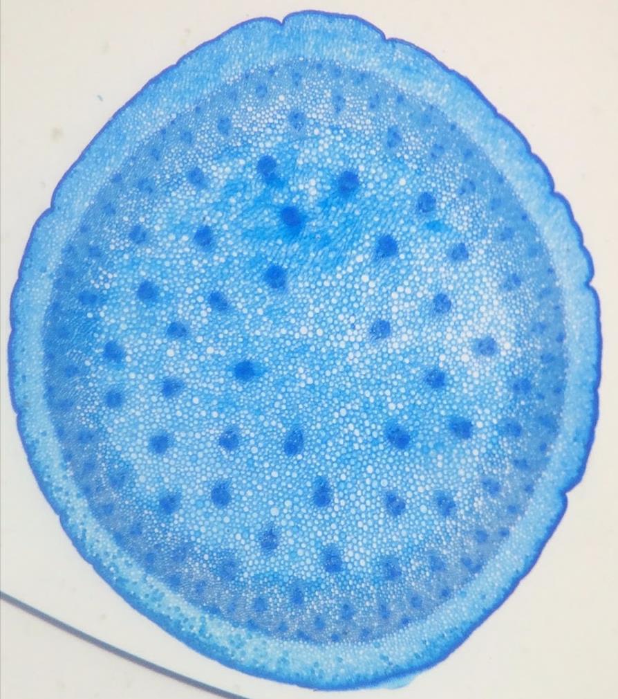 Note no corte transversal do caule os feixes vasculares dispersos numa matriz parenquimática caracterizando um atactostelo (novidade evolutiva das monocotiledôneas).