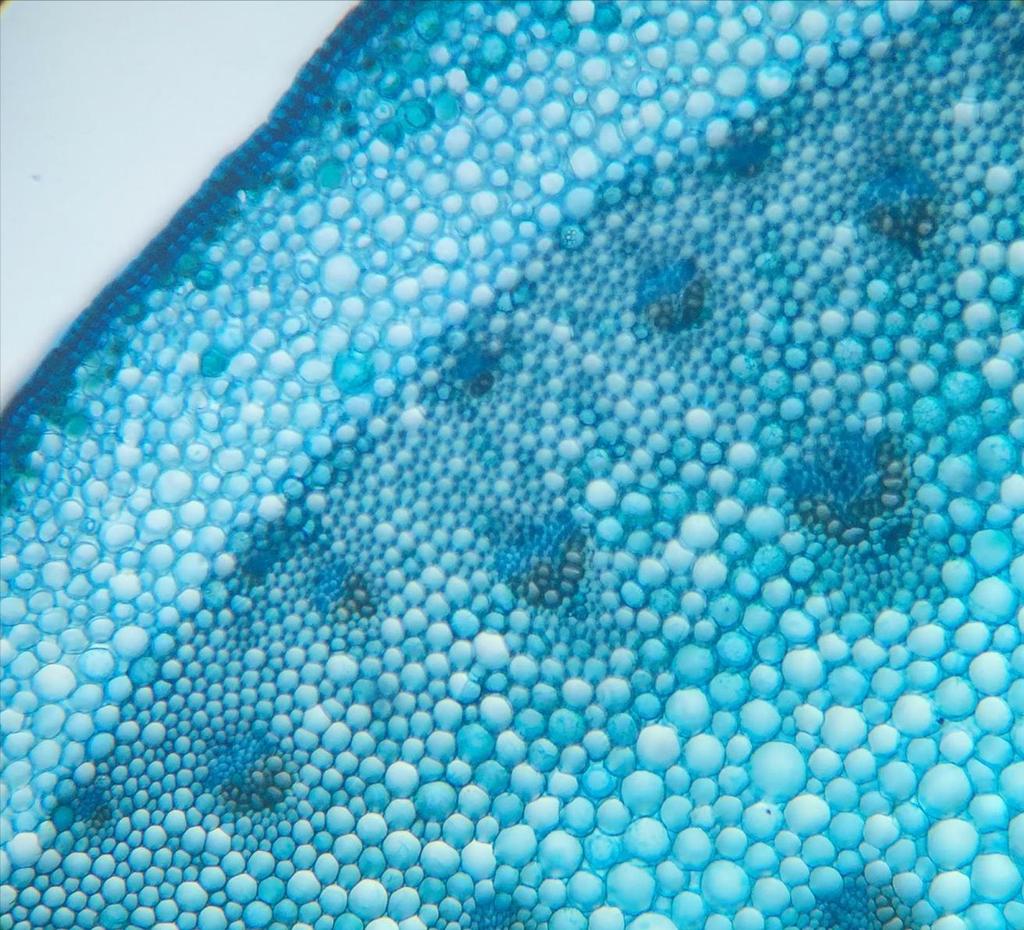 FL EN 140 µm Figura 3. Lâmina com corte transversal do caule de Agapanthus africanus vista sob microscopia ótica. Escala aproximada.