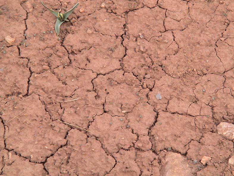 ORDENAMENTO DO TERRITÓRIO E EXPLORAÇÃO SUSTENTADA DE RECURSOS GEOLÓGICOS 6º ENCONTRO O FENÓMENO DA DESERTIFICAÇÃO