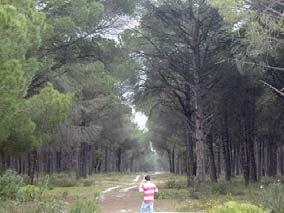 campo: Elevado custo/menor