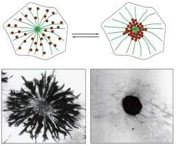 RETÍCULO ENDOPLASMÁTICO Nas células das escamas de alguns peixes, existem vesículas contendo pigmentos.