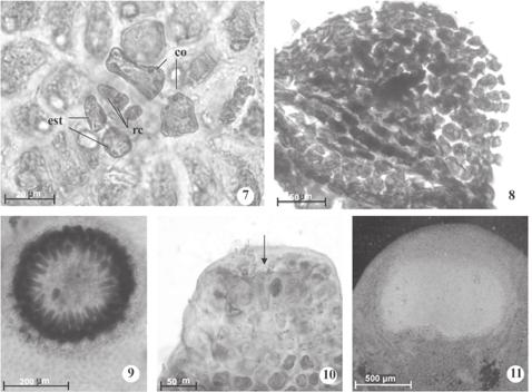 R. Surati & S.M.P.B. Guimarães: Nitophyllum adhaerens no Brasil 337 um estipe pouco diferenciado, ca. 1-2 mm alt., que se fixa ao substrato por um pequeno apressório discóide.