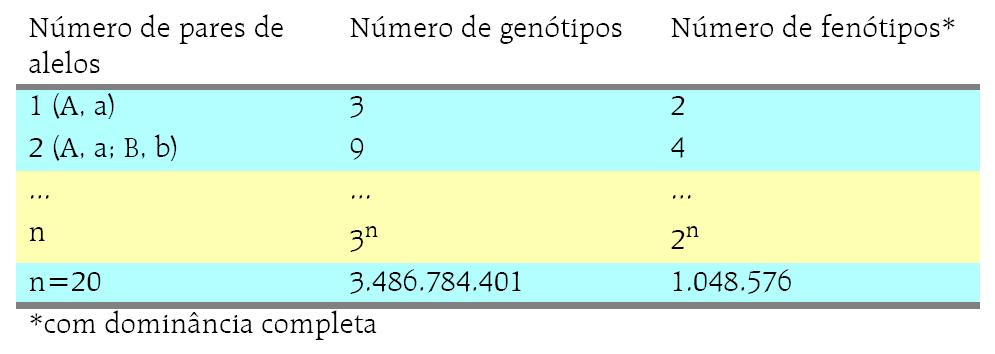 Número de genes e de genótipos Portanto, a consequência de um elevado