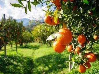 Semana de 21 a 25 de maio de 2018 Sopa Macedónia de legumes 1,3,5,6,7,8,12 Esparguete à bolonhesa com salada de alface, cenoura e milho 1,3 Bolonhesa de soja 1,3,6 Sopa Sopa camponesa 1,3,5,6,7,8,12