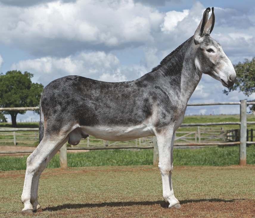 EmirdoPaschoal Reg: 1/9359 Nasc: 07/06/2015 Pelagem: Tordilho Guarani do Paschoal Quebec do Paschoal Sabiá da Aliança Pomelo da Costa Rica Urucaia da Aliança Estaca da Aliança