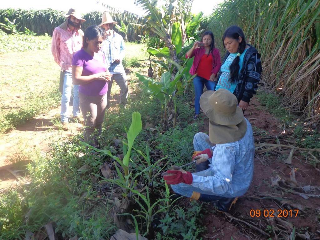 em área de cultivo orgânico de