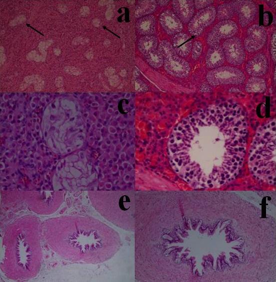 Figure 4 Comparative microscopic aspect, being (a, c, e and f) animal with testicular hypoplasia and (b and d) normal animal: (a) seminiferous tubules of small diameter (arrows); (b) testicular