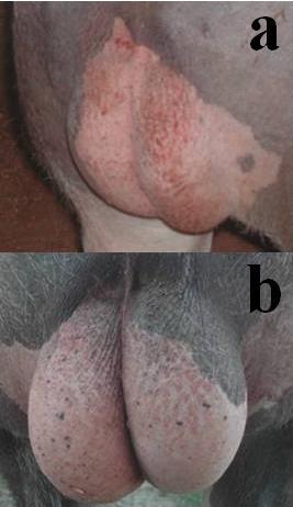 Regarding the testicular volume, both the left and right, presented itself inferior in the hypoplasic animal when compared to the other animals evaluated.