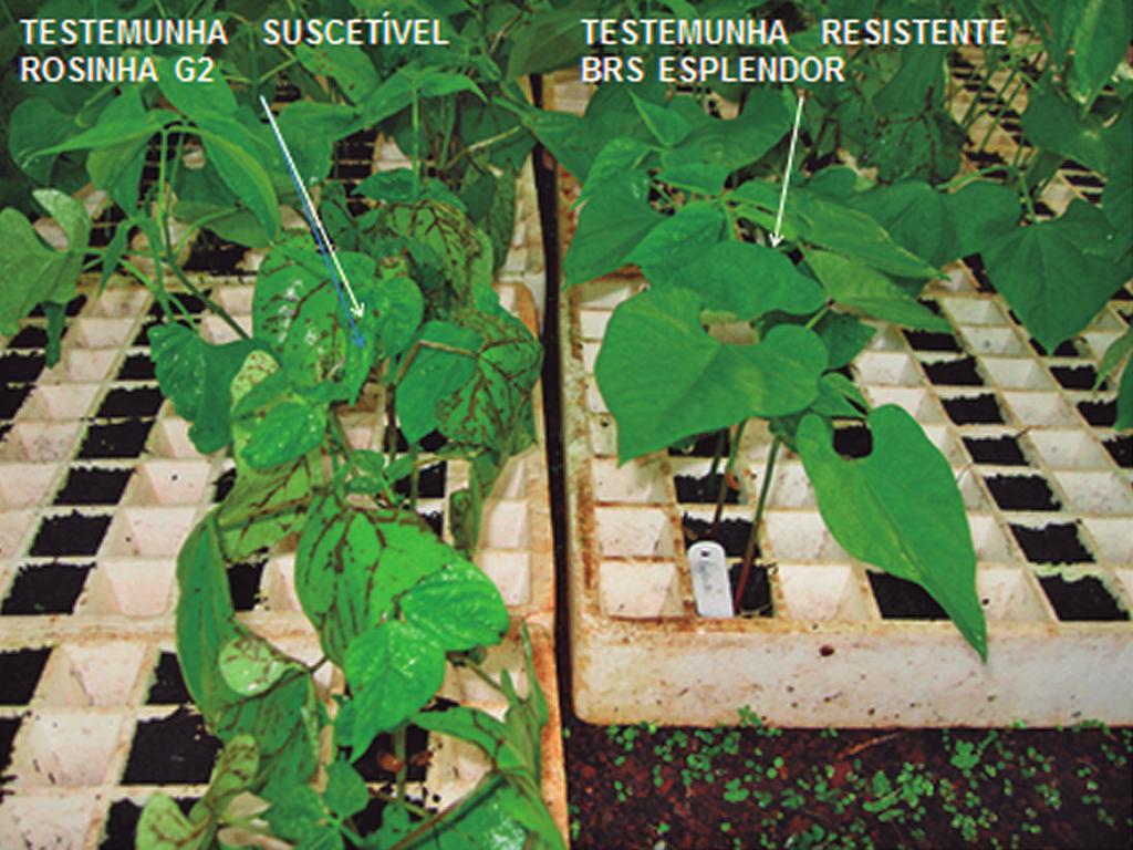 10 Variedades tradicionais de feijão-comum (Phaseolus vulgaris), coletadas... Figura 3.