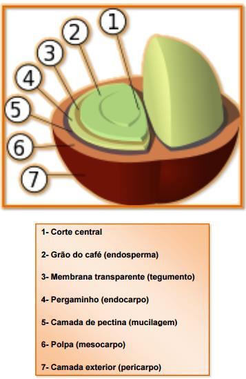 Figura 3. Estrutura do grão de café. Fonte: www.pedecafe.