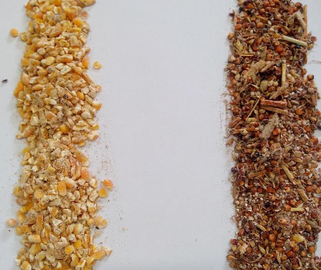 A B Figura 15. Resíduos utilizados como aglutinante: quirelas de milho (A) e de sorgo (B).