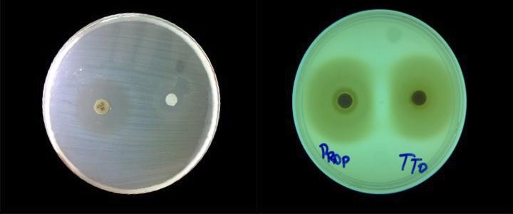 Halo of inhibition for Enterococcus faecalis against chloramphenicol (A); Melaleuca Oil (B) and Ca (OH) 2 + propylene glycol (C) compared to Ca(OH) 2 + Melaleuca Oil (D). al.