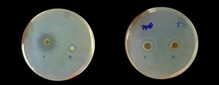648 FIGURE 3. Halo inhibition against Pseudomonas aeruginosa against chloramphenicol (A), Melaleuca Oil (B) and compared to Ca(OH)2 + propylene glycol (C) and Ca(OH)2 + Melaleuca oil (C). TABLE 4.