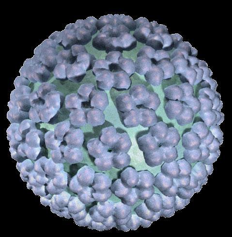 Características Gerais do HPV Comitê Internacional de Taxonomia dos Vírus (ICTV) Família: