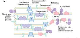 ATP sintase H + H + H + H +