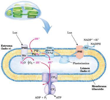 Intermembrana: H + -Síntese