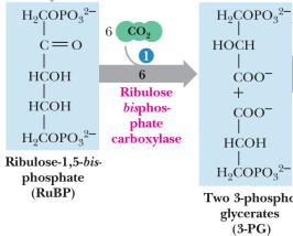 fosfoglicerato ao gliceraldeído 3 fosfato