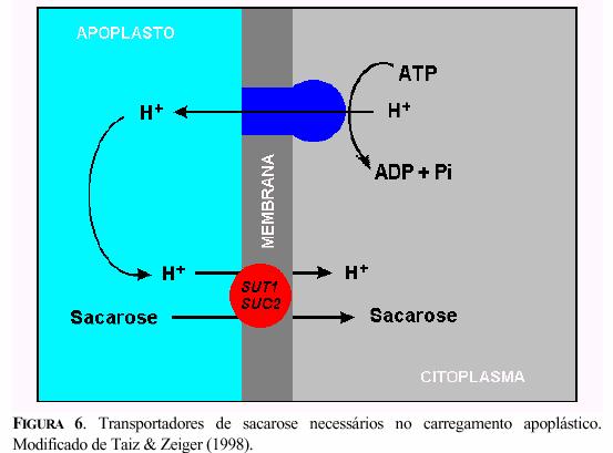 Bomba de prótons e gasto de