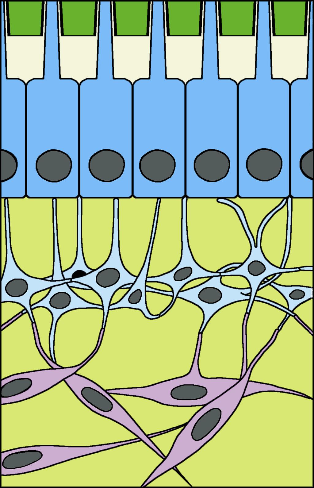 Dentina Peritubular Dentina Intertubular Prolongamento Odontoblástico Pré-Dentina Camada Odontoblástica (Corpos