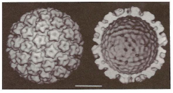 de infecção por HPV, muito raros, o carcinoma não teve génese na infecção por este vírus ou que ocorreu uma falha na detecção deste.