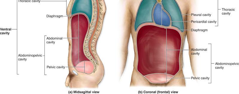 Cavidade craniana e canal vertebral CAVIDADE VENTRAL Cavidades toráxica, abdominal e pélvica A cavidade toráxica é dividida em outras 3 cavidades: