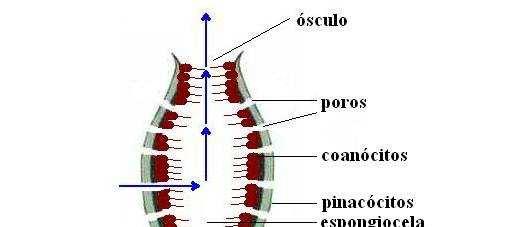 Formas