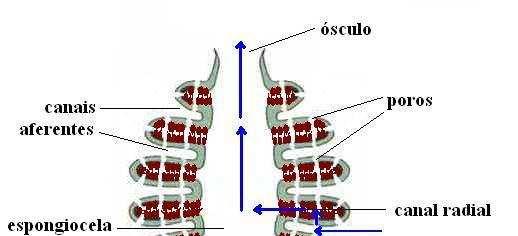 Siconoide