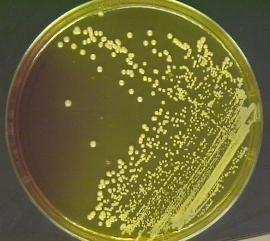 Meios de diferenciação Meios de enriquecimento e seleção Staphylococcus aureus (método harmonizado, 2008): Caldo caseína-soja