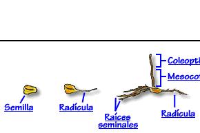 SUPERFÍCIE DO SOLO coleóptilo mesocótilo