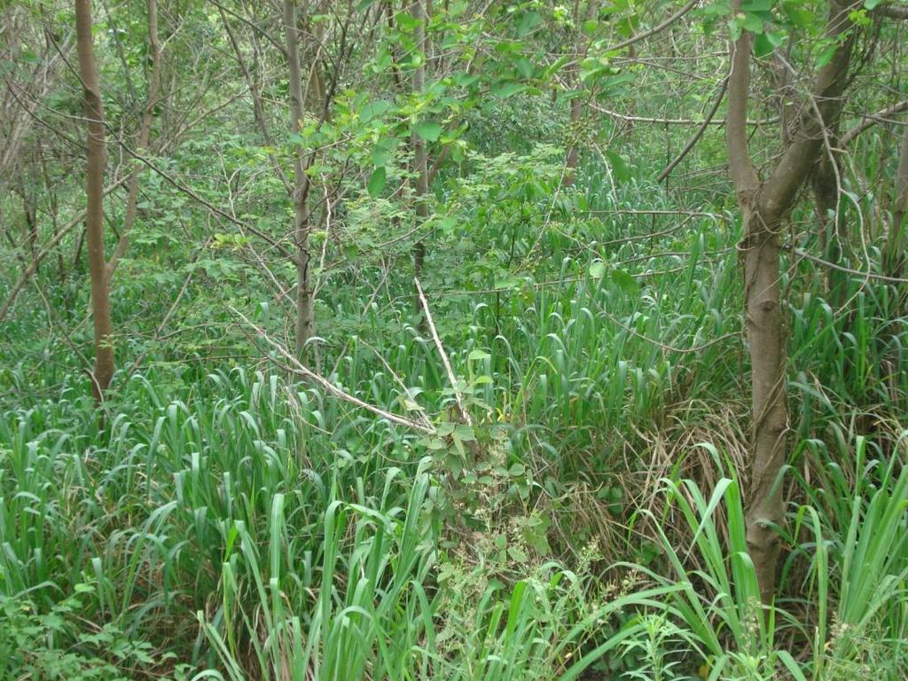 cana-de-açucar Sub-bosque