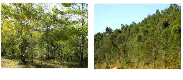 Diferentes técnicas para diferentes situações Projeto: Zoneamento de áreas para restauração florestal compensatória em empresa de