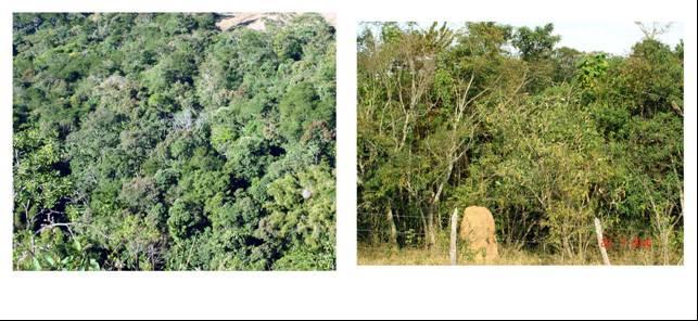 Projeto: Zoneamento de áreas para restauração florestal