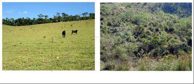 Projeto: Zoneamento de áreas para restauração florestal