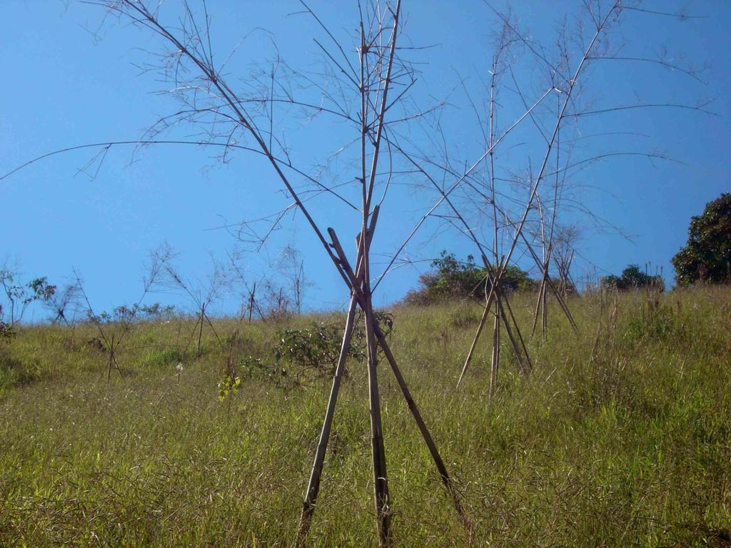 Projeto: Instalação de poleiros de bambu em pasto de braquiária