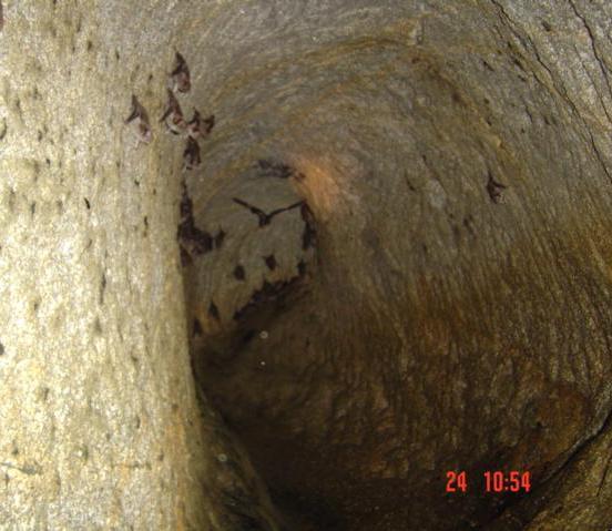 Figura 19: Imagens de abrigo artificial (mina abandonada) de Desmodus rotundus e outros morcegos. Foto: J.J. Ferrari.