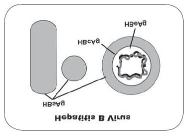 18 Figura 1: Esquema do Vírus da Hepatite B (HBV) Fonte:Disponível em:< http://www.cdc.gov/vaccines/pubs/pinkbook/downloads/hepb.pdf >. Acesso em 18 nov.